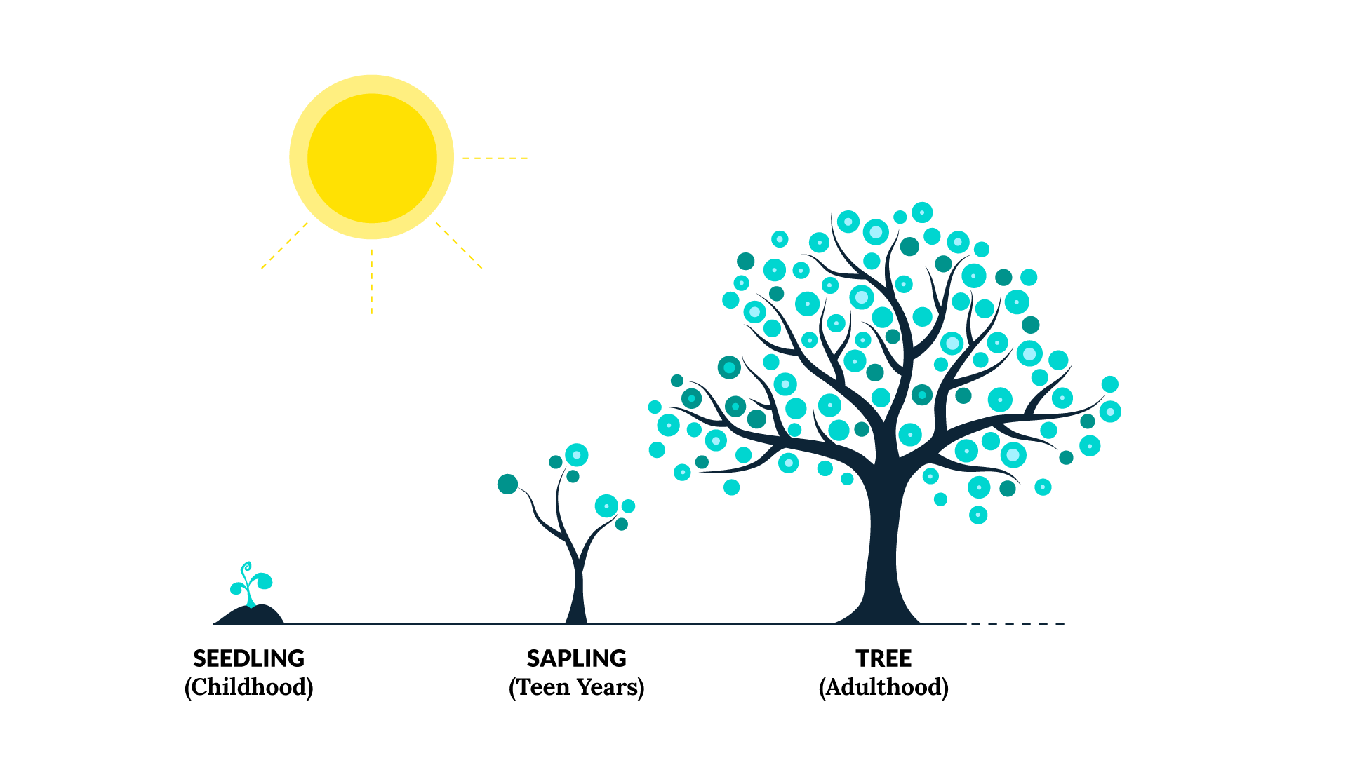 A seedling growing to a sapling to a tree.  The seedling represents childhood, the sapling teen years, and the tree adulthood